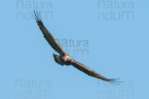 Photos of Golden Eagle (Aquila chrysaetos)