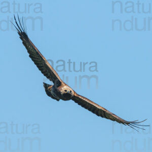 Photos of Golden Eagle (Aquila chrysaetos)