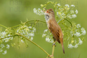 Foto di Cannareccione (Acrocephalus arundinaceus)