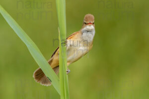 Foto di Cannareccione (Acrocephalus arundinaceus)