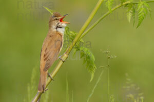 Foto di Cannareccione (Acrocephalus arundinaceus)