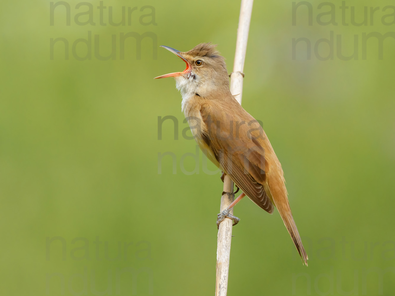 Foto di Cannareccione (Acrocephalus arundinaceus)