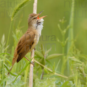 Foto di Cannareccione (Acrocephalus arundinaceus)