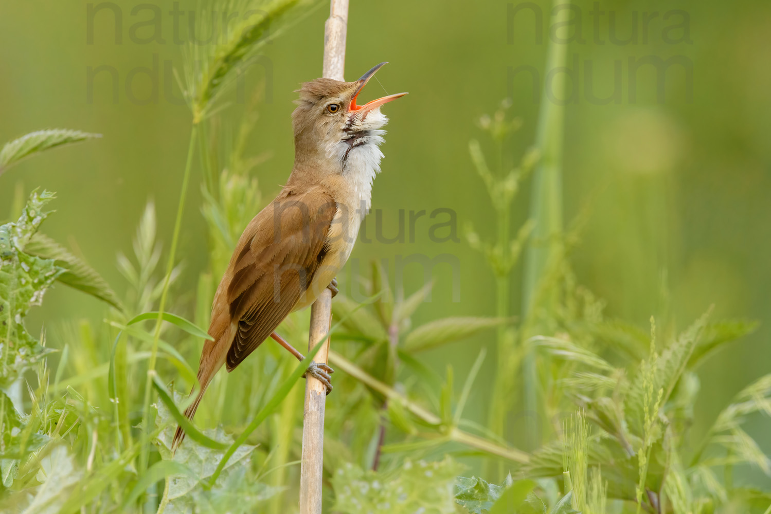 Photos of Great Reed Warbler (Acrocephalus arundinaceus)