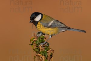 Foto di Cinciallegra (Parus major)