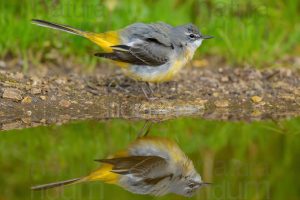 Foto di Ballerina gialla (Motacilla cinerea)