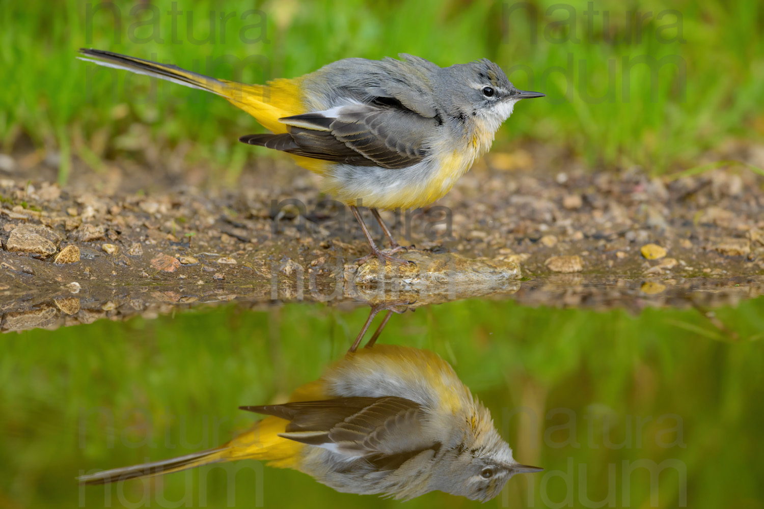 Photos of Grey Wagtail (Motacilla cinerea)