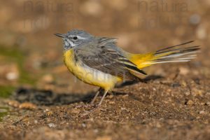 Foto di Ballerina gialla (Motacilla cinerea)