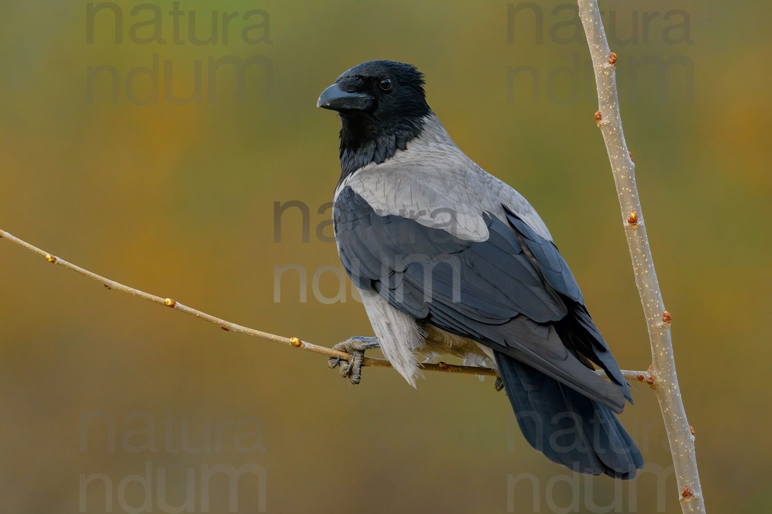 Photos of Hooded Crow (Corvus cornix)