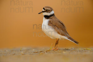 Foto di Corriere piccolo (Charadrius dubius)