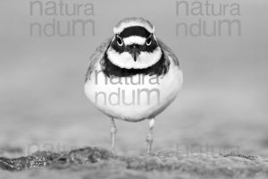 Photos of Little Ringed Plover (Charadrius dubius)