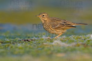 Photos of Meadow Pipit (Anthus pratensis)