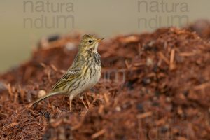 Foto di Pispola (Anthus pratensis)