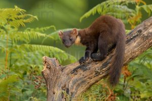 Photos of Pine Marten (Martes martes)