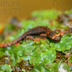 Foto di Salamandrina dagli occhiali (Salamandrina terdigitata)