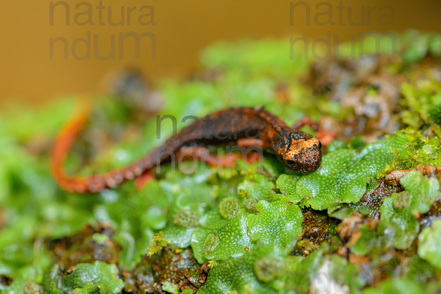 Foto di Salamandrina dagli occhiali (Salamandrina terdigitata)