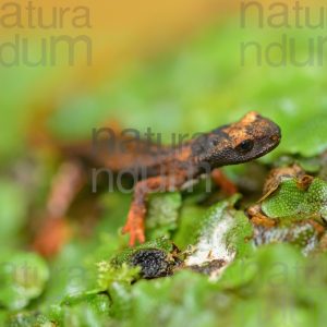 Foto di Salamandrina dagli occhiali (Salamandrina terdigitata)