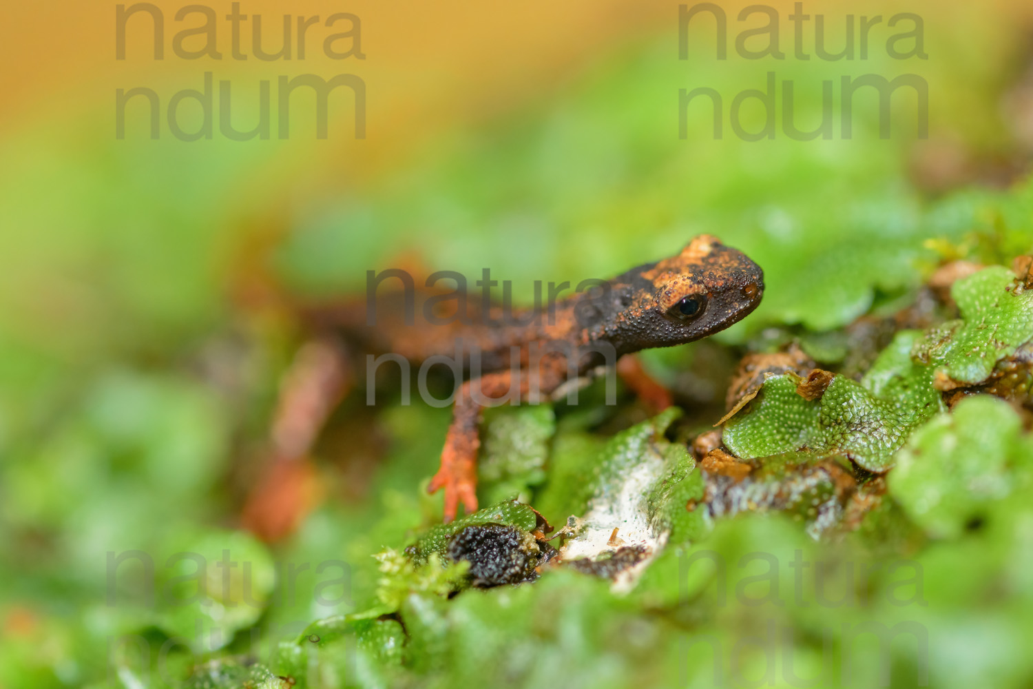 Foto di Salamandrina dagli occhiali (Salamandrina terdigitata)