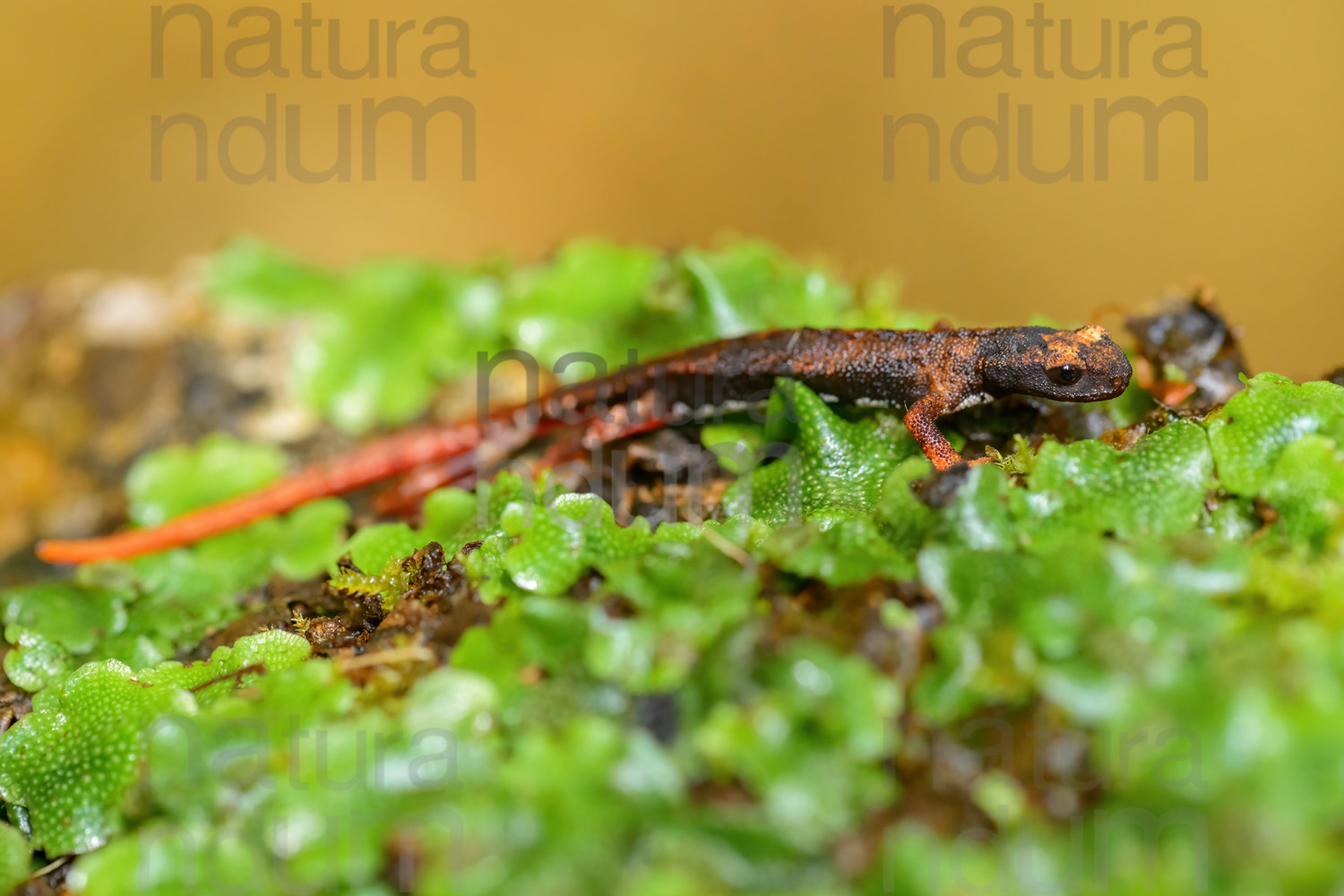 Foto di Salamandrina dagli occhiali (Salamandrina terdigitata)