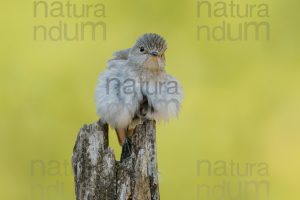 Photos of Spotted Flycatcher (Muscicapa striata)