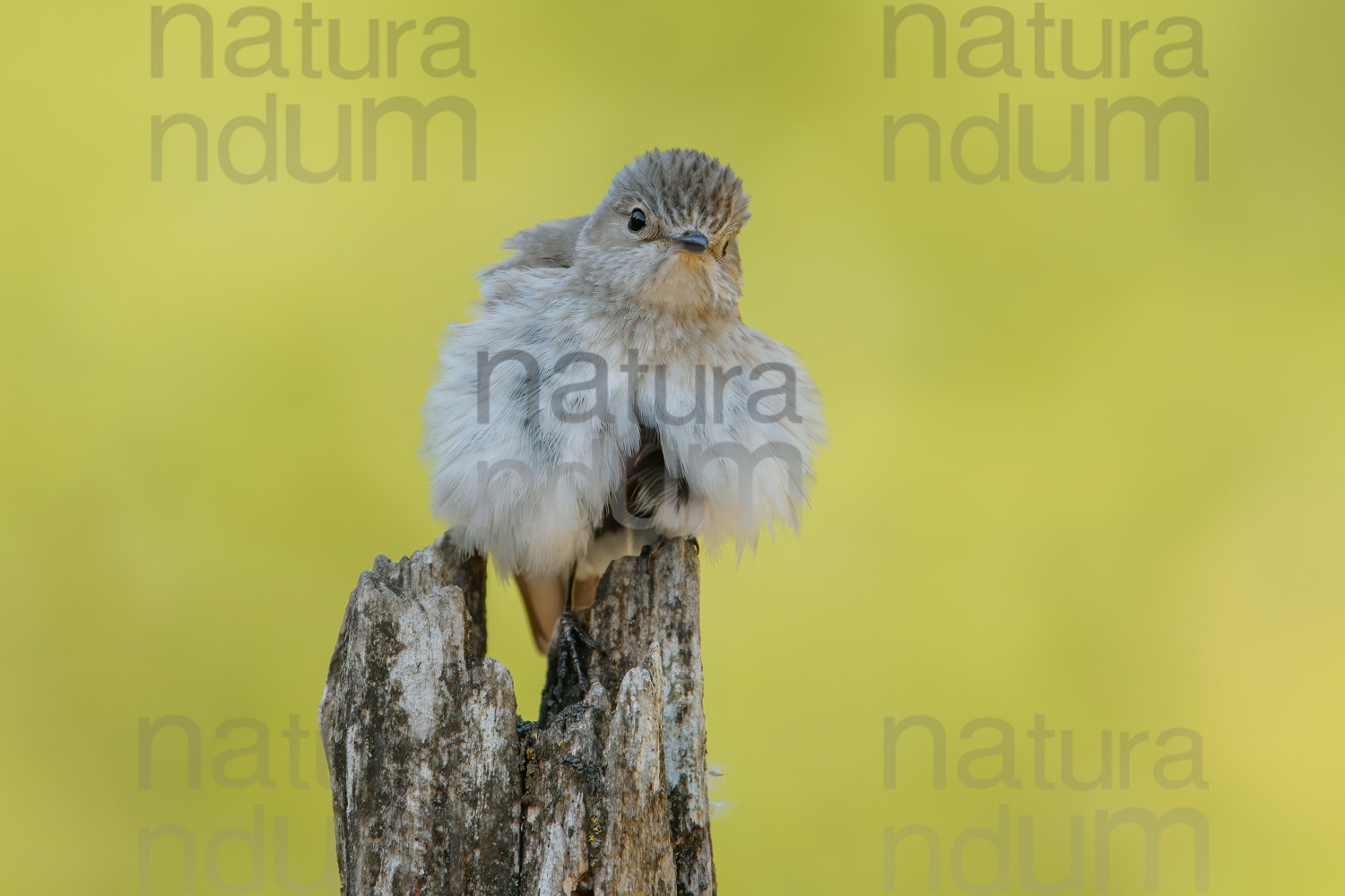 Foto di Pigliamosche comune (Muscicapa striata)