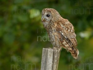 Foto di Allocco (Strix aluco)