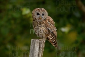 Photos of Tawny Owl (Strix aluco)