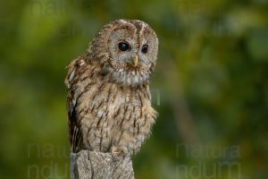 Photos of Tawny Owl (Strix aluco)