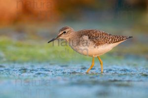 Photos of Wood Sandpiper (Tringa glareola)