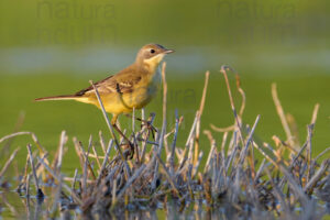 Foto di Cutrettola (Motacilla flava)