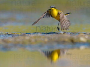 Foto di Cutrettola (Motacilla flava)