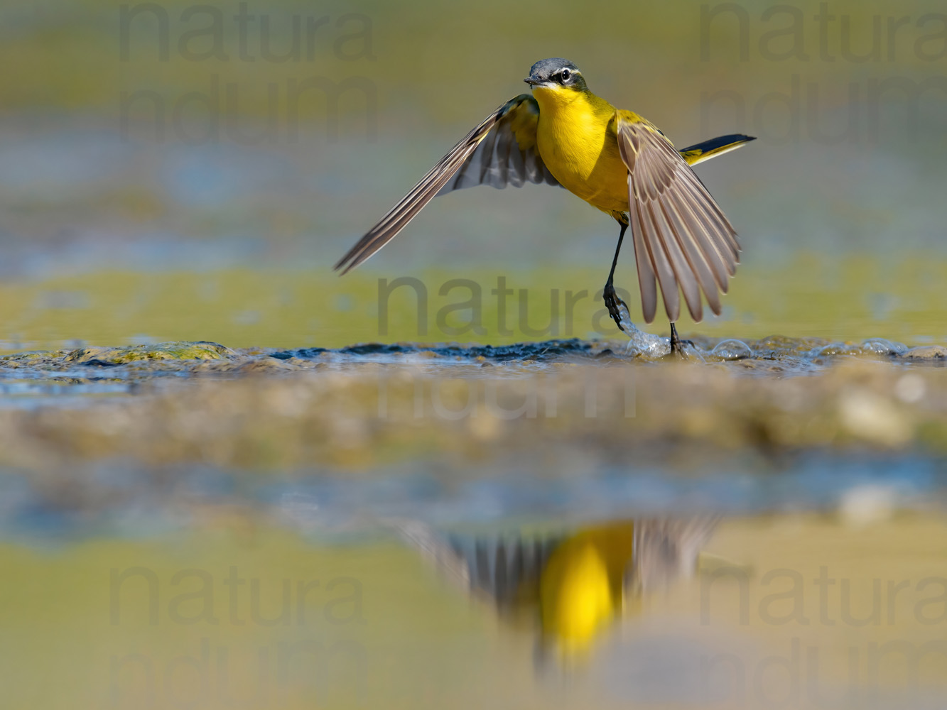 Photos of Western Yellow Wagtail (Motacilla flava)