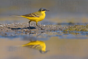 Foto di Cutrettola (Motacilla flava)