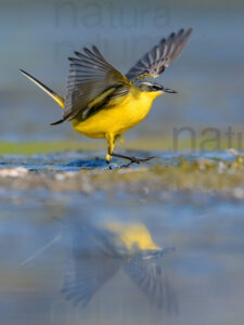 Foto di Cutrettola (Motacilla flava)