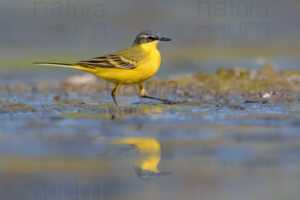 Foto di Cutrettola (Motacilla flava)