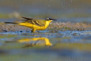 Foto di Cutrettola (Motacilla flava)