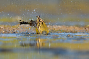 Photos of Western Yellow Wagtail (Motacilla flava)