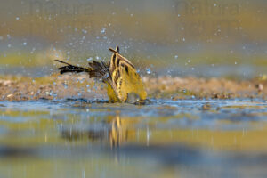 Foto di Cutrettola (Motacilla flava)