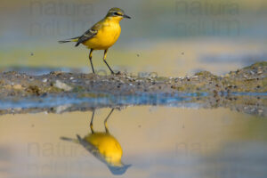 Foto di Cutrettola (Motacilla flava)