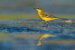 Foto di Cutrettola (Motacilla flava)