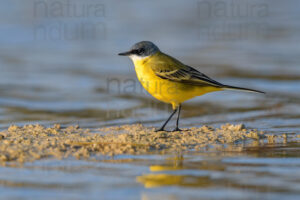 Foto di Cutrettola (Motacilla flava)