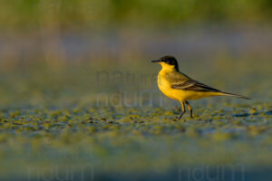 Photos of Western Yellow Wagtail (Motacilla flava)