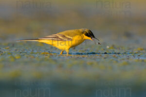 Foto di Cutrettola (Motacilla flava)