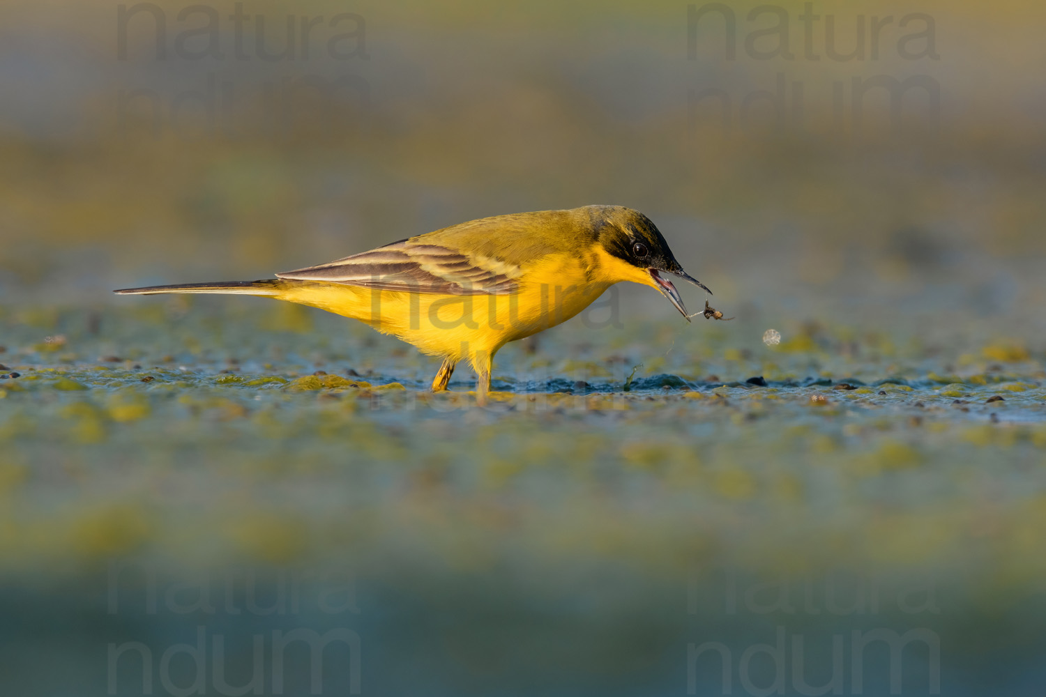 Photos of Western Yellow Wagtail (Motacilla flava)