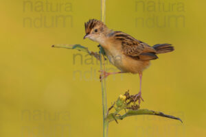 Foto di Beccamoschino (Cisticola juncidis)