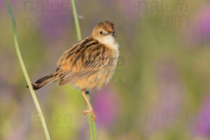 Foto di Beccamoschino (Cisticola juncidis)