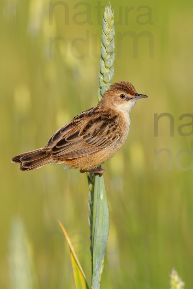 Foto di Beccamoschino (Cisticola juncidis)