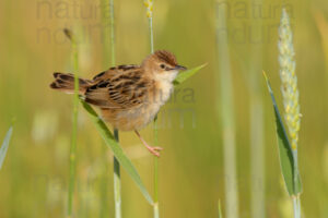 Foto di Beccamoschino (Cisticola juncidis)