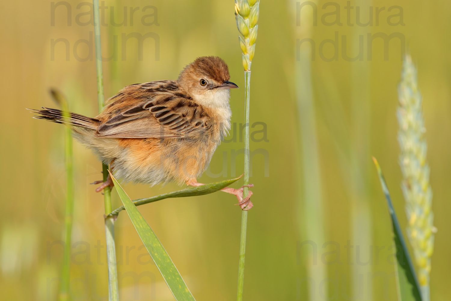 Photos of Zitting Cisticola (Cisticola juncidis)