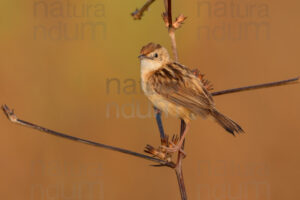 Foto di Beccamoschino (Cisticola juncidis)